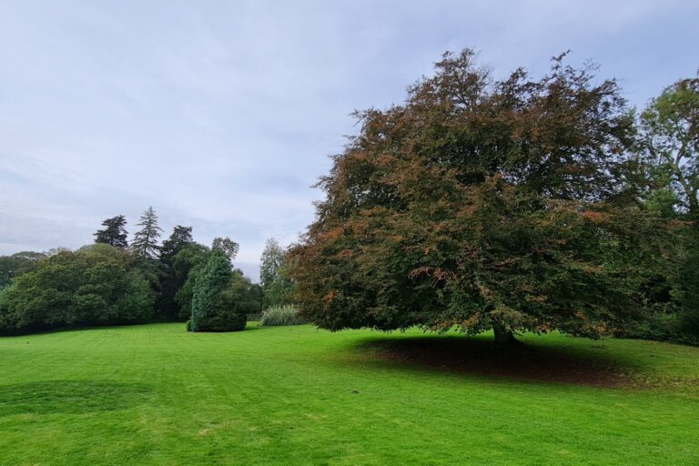 Discover the peaceful garden view at Oaktree Hall and Lodge Care Home in Bessingby, a quiet sanctuary for residents to enjoy nature and tranquility.