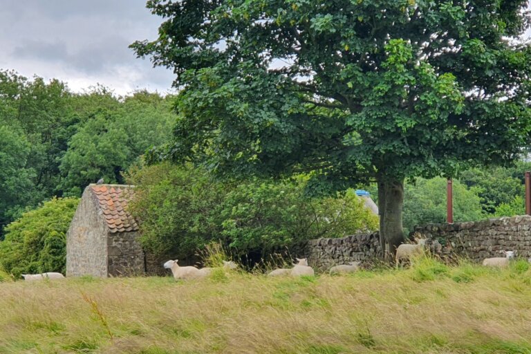 View of spring lambs, from Maple Lodge Care Home in Catterick
